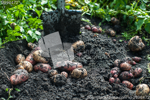 Image of Fresh harvesting potatoes