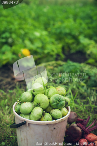 Image of Fresh harvesting tomatoes