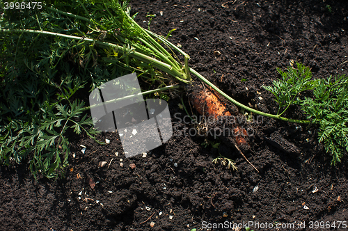 Image of Freshly grown carrots