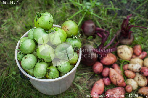 Image of Harvest of fresh vegetables