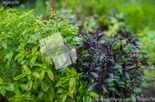 Image of Fresh harvesting basil