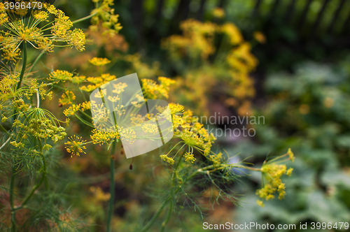 Image of Fresh harvesting dill