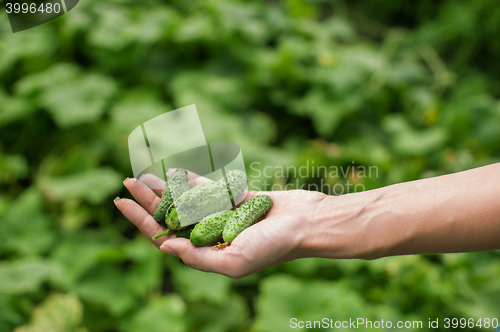 Image of Fresh harvesting cucumbers