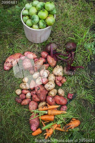Image of Harvest of fresh vegetables