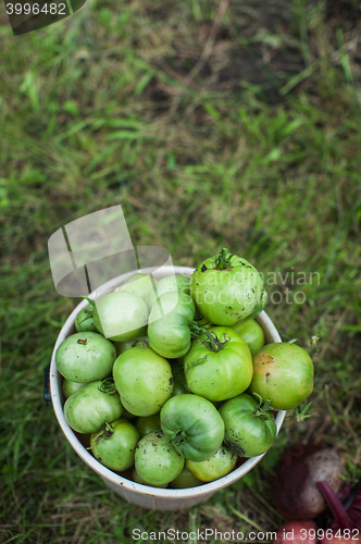 Image of Fresh harvesting tomatoes