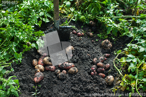 Image of Fresh harvesting potatoes