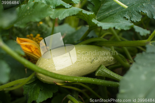 Image of Fresh harvesting zucchini