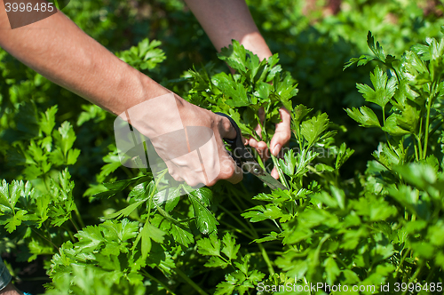 Image of Fresh harvesting parsley