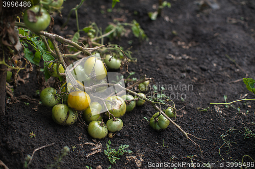 Image of Fresh harvesting tomatoes