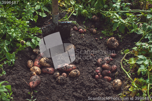 Image of Fresh harvesting potatoes