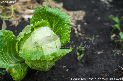Image of Fresh harvesting cabbage