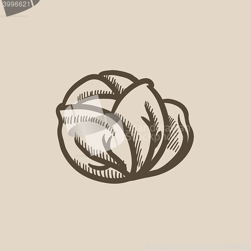 Image of Cabbage sketch icon.