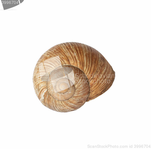 Image of Sea Shell on Isolated White Background