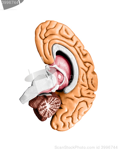 Image of Brain model