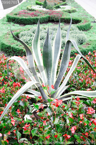 Image of big plant with red flowers