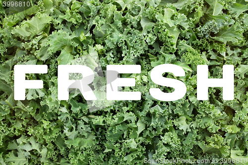 Image of FRESH text over shredded kale leaves background