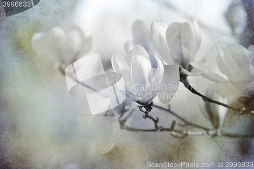 Image of white magnolias textured on old paper