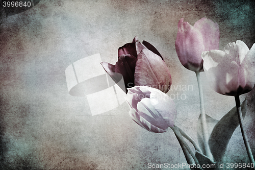 Image of tulips on textured old paper