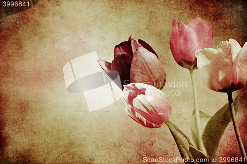 Image of tulips on textured old paper