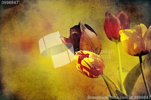 Image of tulips on textured old paper