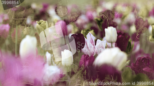 Image of tinted tulips vintage concept