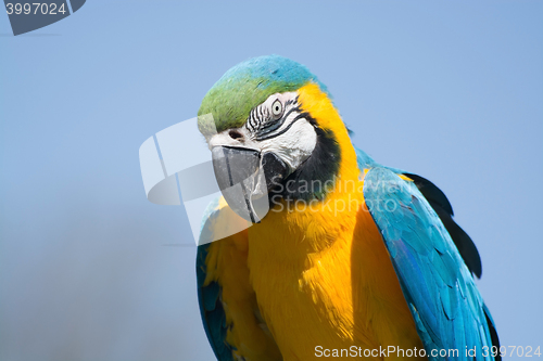 Image of Blue-and-Yellow Macaw (Ara ararauna)