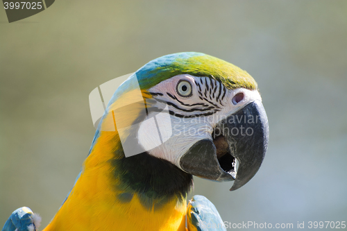 Image of Blue-and-Yellow Macaw (Ara ararauna)
