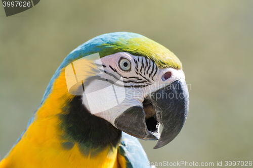 Image of Blue-and-Yellow Macaw (Ara ararauna)