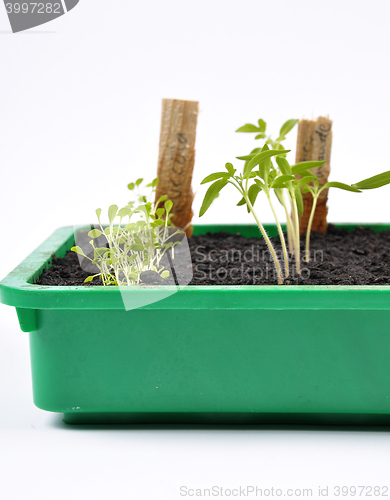 Image of Different seedlings being cultivated