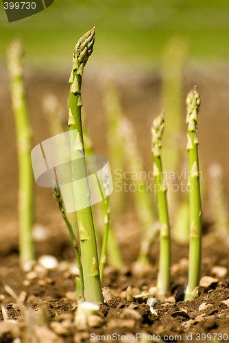 Image of asparagus