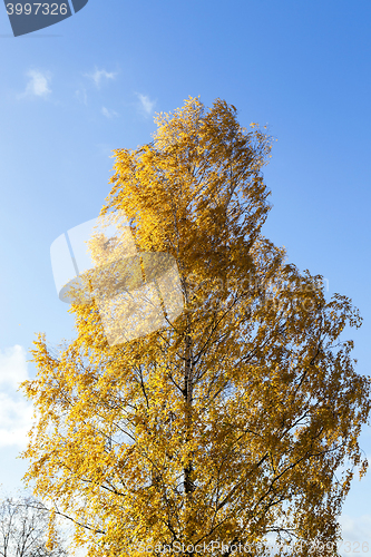 Image of yellow foliage, autumn