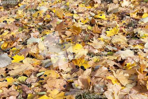 Image of leaves of the trees,