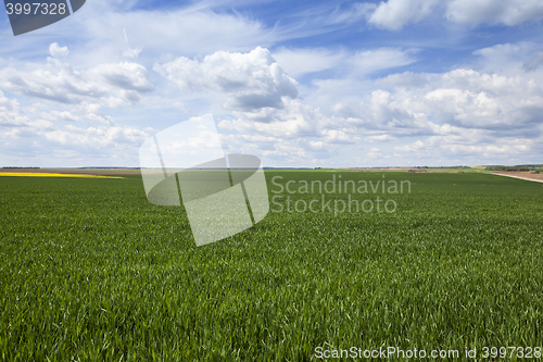 Image of field in spring
