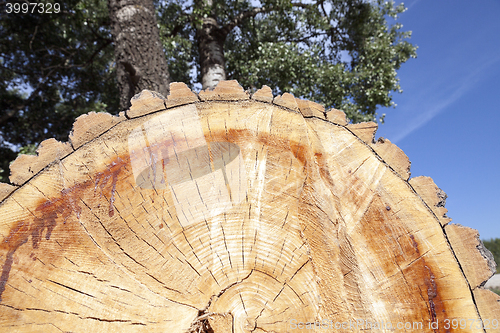 Image of cut down a tree, close-up