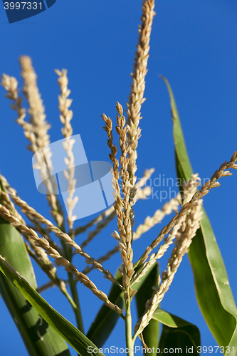 Image of Field with corn