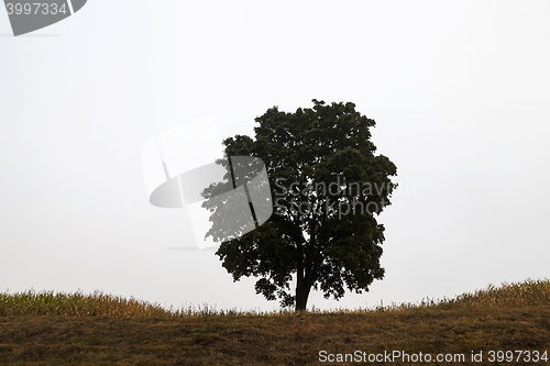 Image of tree in the field