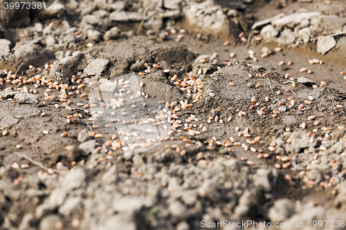 Image of processed wheat. sowing