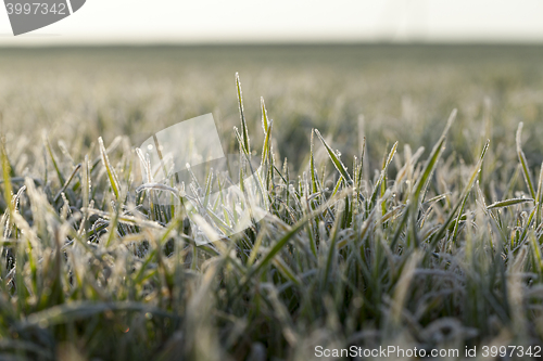 Image of young grass plants, close-up