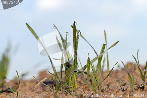 Image of young grass plants, close-up