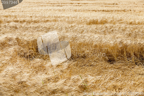 Image of ripe yellow cereals