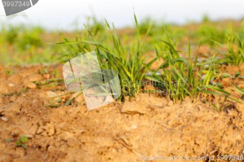 Image of young grass plants, close-up