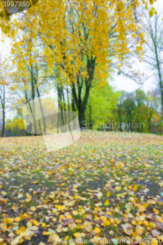 Image of autumn in the park