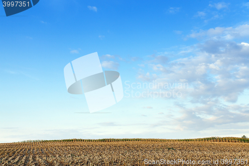 Image of harvested mature corn