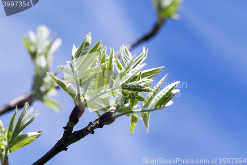 Image of spring branch of rowan