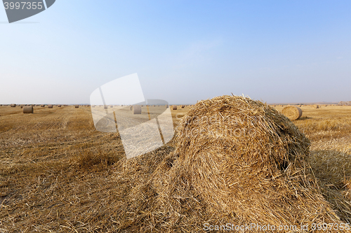 Image of stack of straw in the field