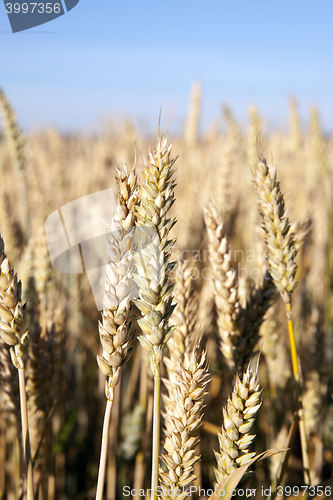 Image of ripe yellow cereals