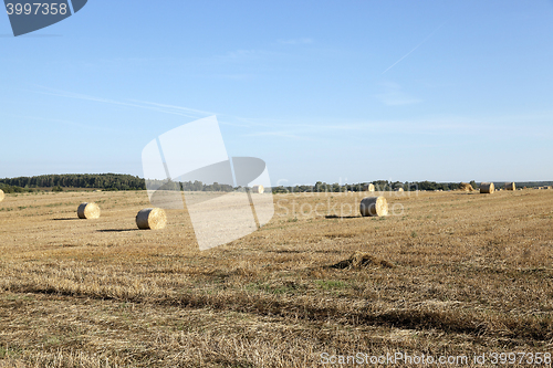 Image of haystacks in a field of straw