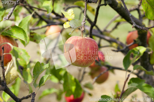 Image of Apple on a branch