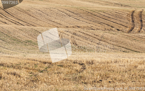 Image of agricultural field, cereals