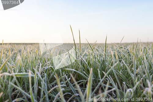 Image of wheat during frost